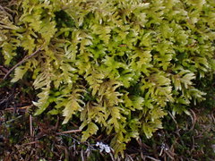 Homalothecium megaptilum