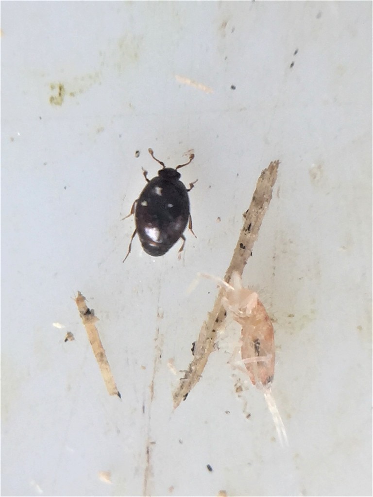 Hister beetle