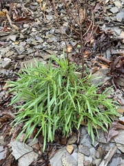 Oenothera argillicola