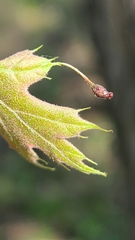 Callirhytis pedunculata