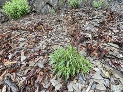 Oenothera argillicola