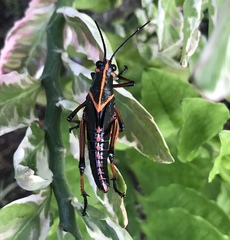 Taeniopoda varipennis