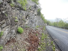 Oenothera argillicola