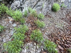 Oenothera argillicola