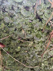Hymenophyton flabellatum