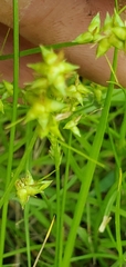 Carex texensis