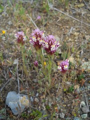 Castilleja densiflora
