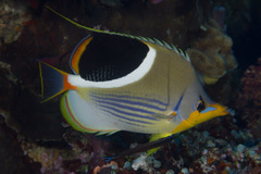 Chaetodon ephippium