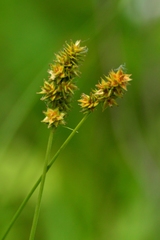 Carex gravida