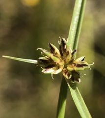 Cyperus niger