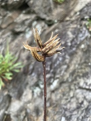 Oenothera argillicola