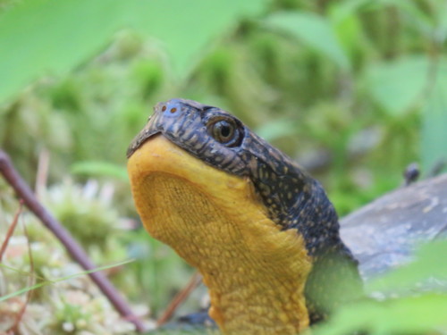 Blanding's Turtle