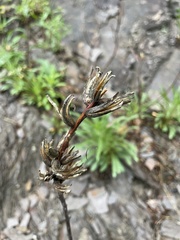 Oenothera argillicola