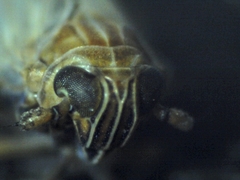 Metadelphax propinqua