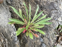 Oenothera argillicola