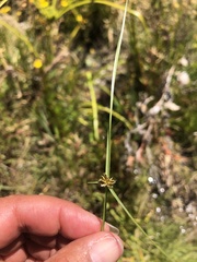 Cyperus niger