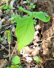 Arisaema triphyllum