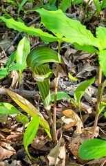 Arisaema triphyllum