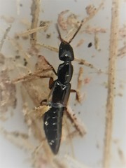 Phacophallus parumpunctatus