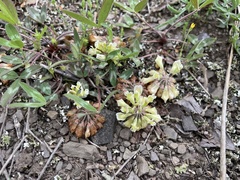 Trifolium virginicum