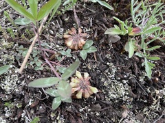 Trifolium virginicum