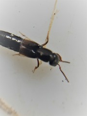 Phacophallus parumpunctatus