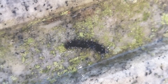 Barsine striata