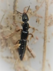 Phacophallus parumpunctatus