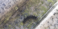 Barsine striata