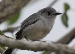 Polioptila lembeyei