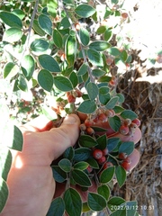 Cotoneaster amoenus
