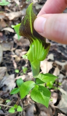 Arisaema triphyllum