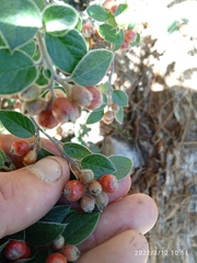 Cotoneaster amoenus