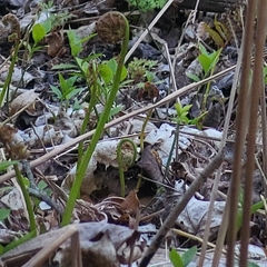 Onocleaceae
