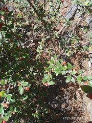 Cotoneaster amoenus