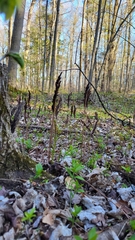Onocleaceae