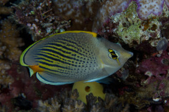 Chaetodon pelewensis
