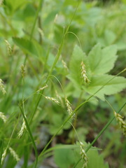 Carex capillaris