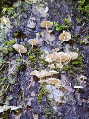 Marasmiellus alliiodorus