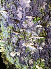 Marasmiellus alliiodorus