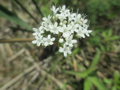 Valeriana uliginosa
