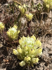 Castilleja ambigua