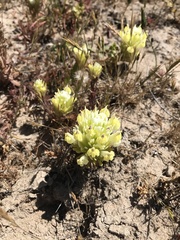 Castilleja ambigua