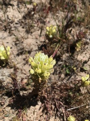 Castilleja ambigua