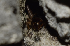 Gryllus assimilis
