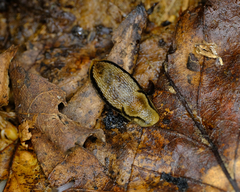 Arion fasciatus