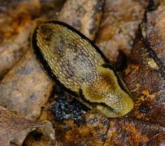 Arion fasciatus