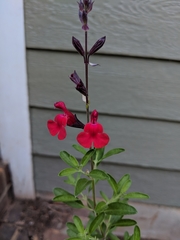Salvia