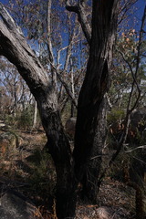 Eucalyptus caliginosa