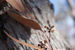 Eucalyptus caliginosa